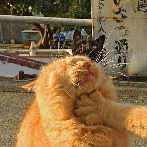 头像猫咪吃瓜图片,猫咪版“瓜界风云”