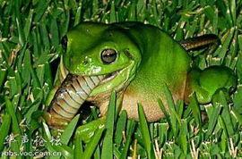 青蛙吃瓜打气,趣味盎然的夏日奇遇记